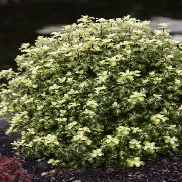 Pittosporum tenuifolium Gold Star