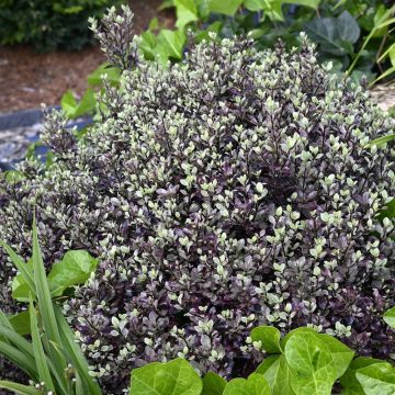 Pittosporum tenuifolium Bannow Bay