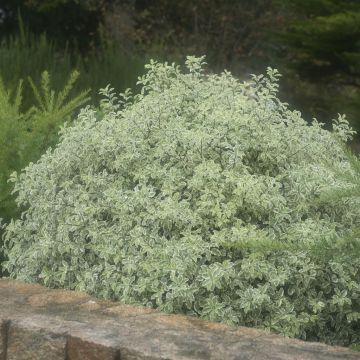 Pittosporum tenuifolium variegatum