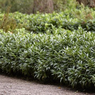 Sarcococca Hookeriana Haag