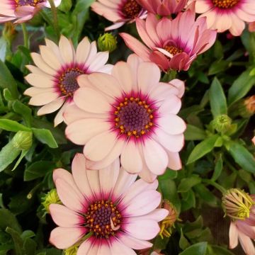 Osteospermum Purple and White
