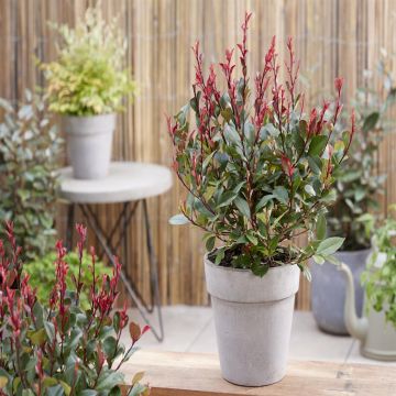 Photinia fraseri Little Red Robin Photinia fraseri Little Red Robin