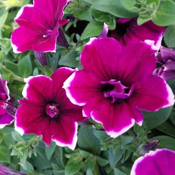 Petunia double red with white edge Petunia double red with white edge