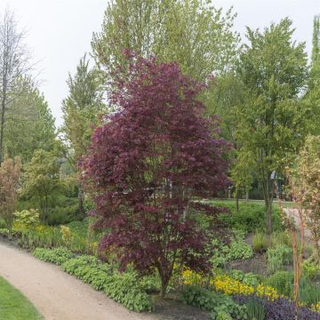 Acer palmatum Trompenburg Acer palmatum Trompenburg