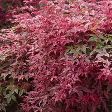 Acer palmatum Deshojo Acer palmatum Deshojo