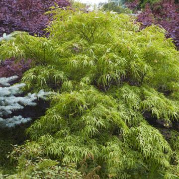 Acer palmatum Emerald Lace Acer palmatum Emerald Lace