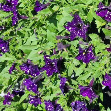Petunia cascadia Night Sky