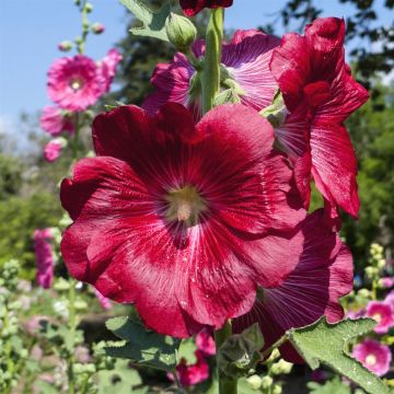 Alcea Rosea Rood