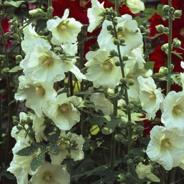 Alcewa Rosea Wit Alcewa Rosea Wit