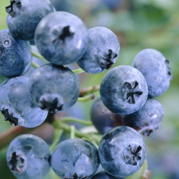 Vaccinium corymbosum (als Blue Jay) Vaccinium corymbosum (als Blue Jay)