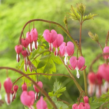 Dicentra spectabilis Dicentra spectabilis