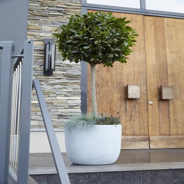 Laurus nobilis op stam