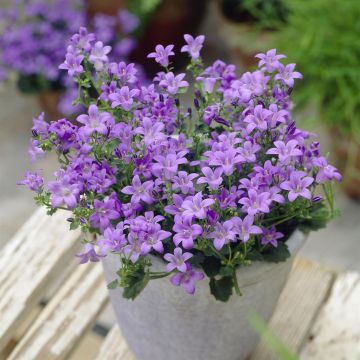 Campanula Blue Get Mee