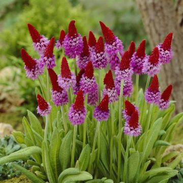 Primula Vialli Primula Vialli