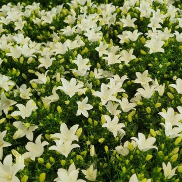 Campanula starina Spring bell White