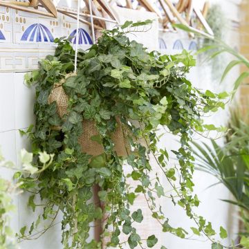 Hanging hedera groen
