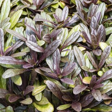 Ajuga FF Nightingale Ajuga FF Nightingale