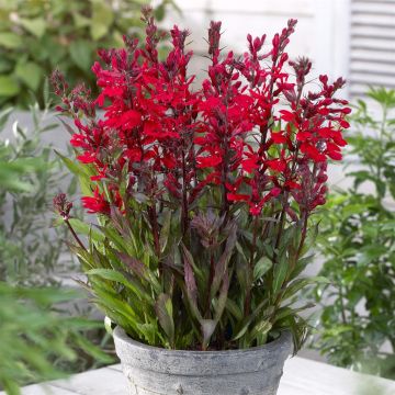Lobelia fan Scarlet Lobelia fan Scarlet