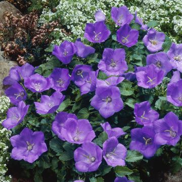 Campanula carpatica(als Pearl Blue)