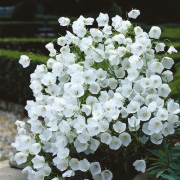 Campanula carpatica(als pearl White) Campanula carpatica(als pearl White)