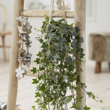 Hedera helix als Esther Hedera helix als Esther