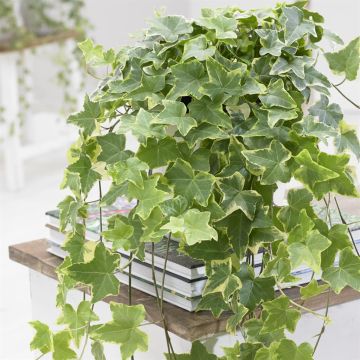Hedera Helix Goldchild Hedera Helix Goldchild