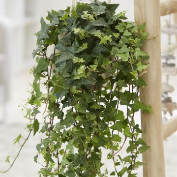 Hedera helix (als Mein Herz)