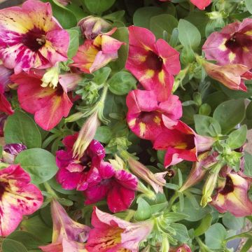 Petunia bicolour