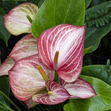 Anthurium Livium Anthurium Livium