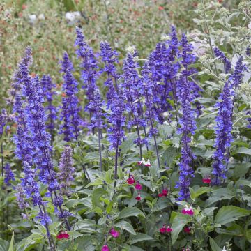 Salvia mystic Spires Salvia mystic Spires
