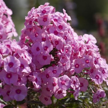 Phlox Pniculata Pink Phlox Pniculata Pink