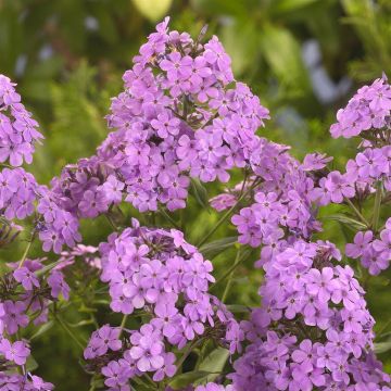 Phlox paniculata purple Phlox paniculata purple