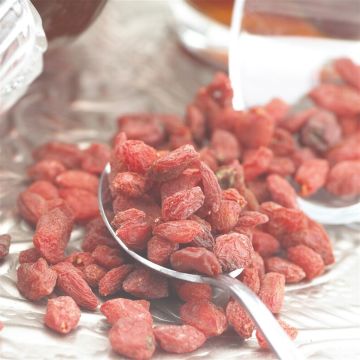 Lycium Barbarum Sweet Goji