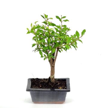 Bonsai Malphigia 12 cm v2 Bonsai Malphigia 12 cm v2