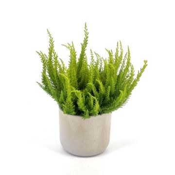 Calluna skyline Yellow
