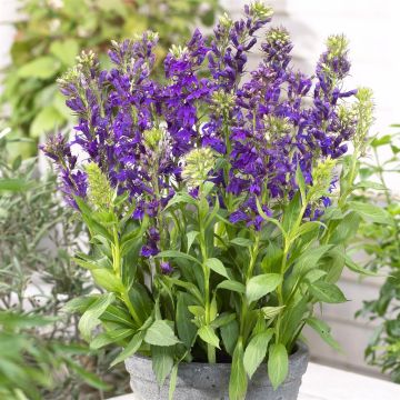 Lobelia speciosa Star Blue Lobelia speciosa Star Blue