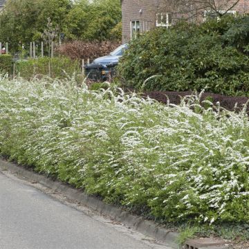 Spirea x cinerea Grefsheim Haag