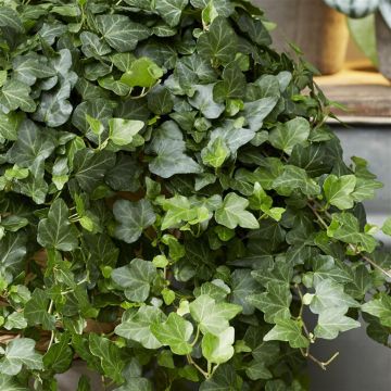 Hedera helix Wonder Hedera helix Wonder