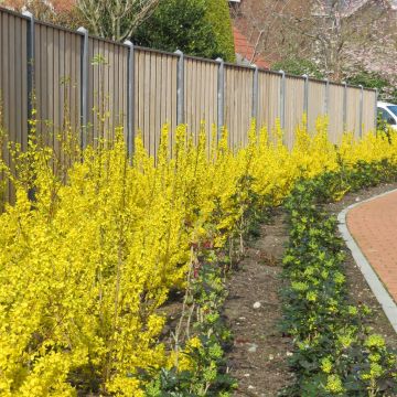 Forsythia intermedia MIKADOR 20190325 1