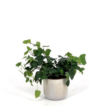 Hedera Mein Herz Hedera Mein Herz