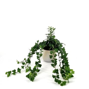 Hedera Shamrock Hedera Shamrock
