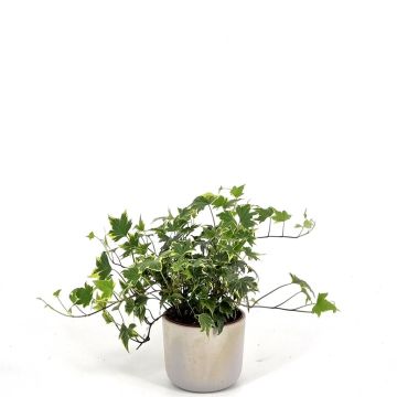 Hedera Yellow Ripple