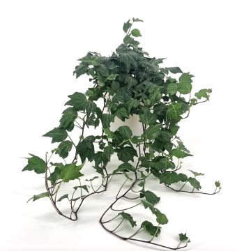 Hedera helix Green Ripple