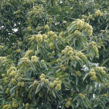 Castanea Sativa v2