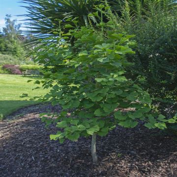 Ginkgo Biloba Ginkgo Biloba