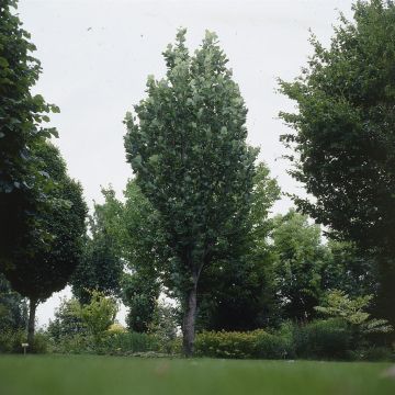 Liriodendron Tulipifera v3