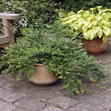 Lonicera Maigrun