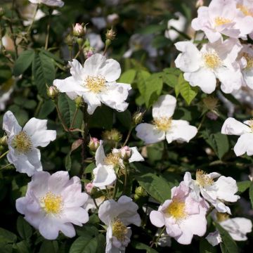 Rosa Canina