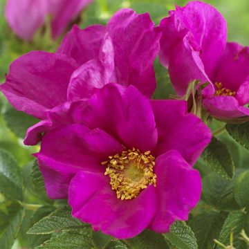 Rosa Rugosa Rubra