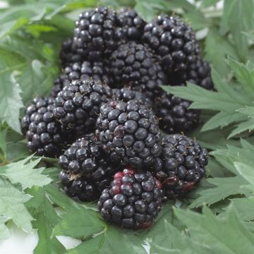 Rubus Fruticosus Thornless Evergreen v2 Rubus Fruticosus Thornless Evergreen v2